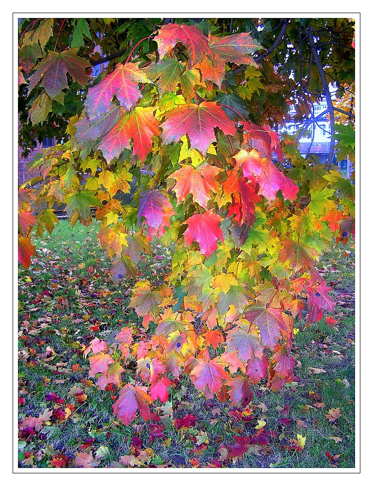 Der Herbst steht auf der Leiter