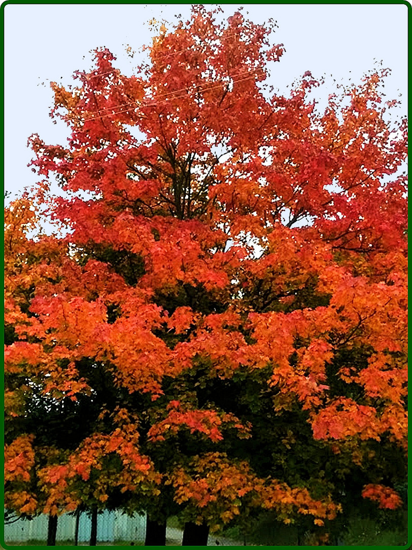 Der Herbst steht auf der Leiter.....