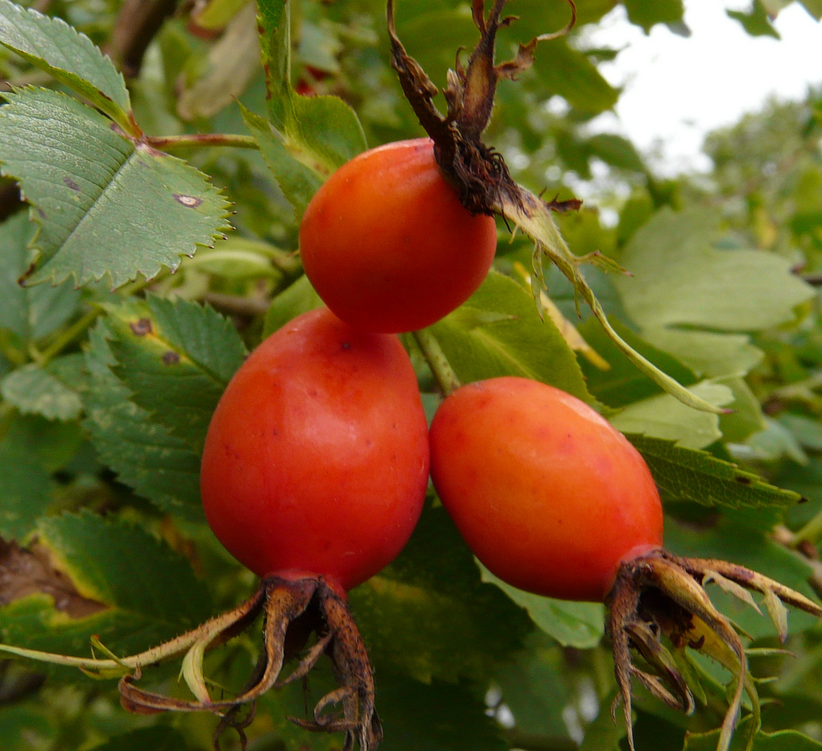 Der Herbst steht auf der Leiter ......