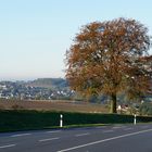 Der Herbst steht auf der Leiter.........