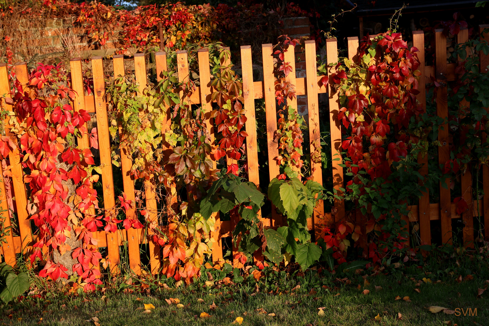 Der Herbst steht auf der Leiter,...