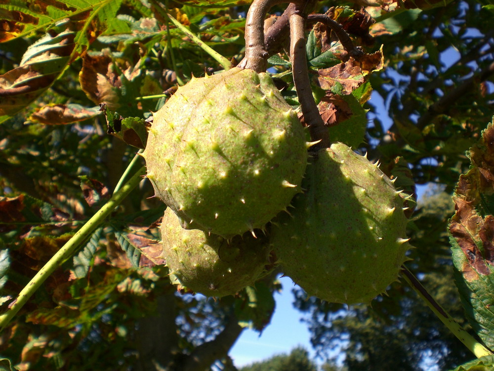 Der Herbst steht auf der Leiter ...