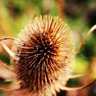 Der Herbst steht auf der Leiter