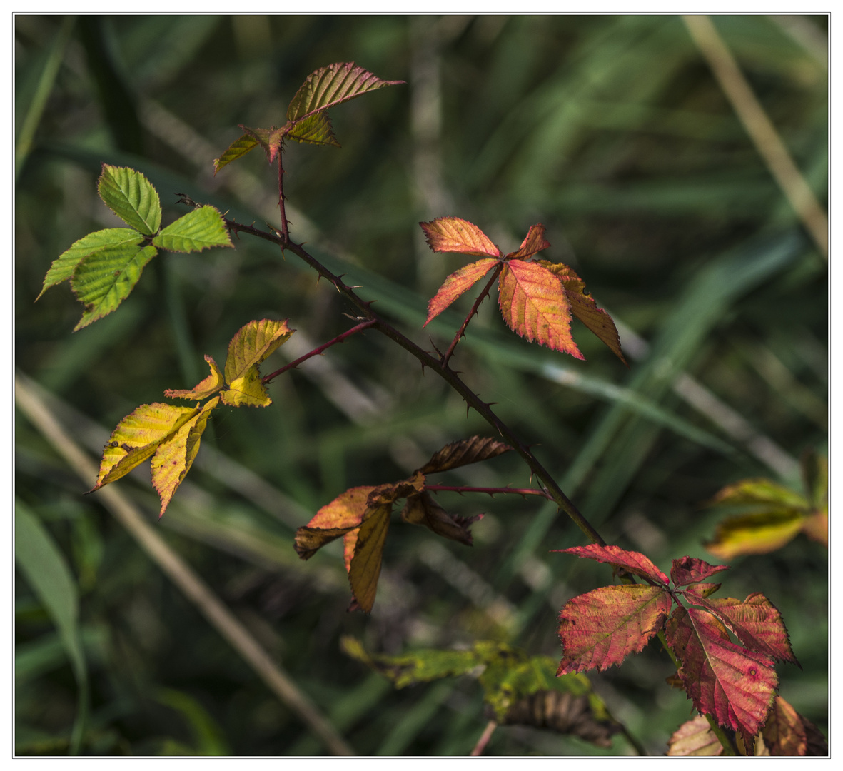 Der Herbst steht auf der Leiter ...