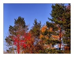 Der Herbst steht auf der Leiter