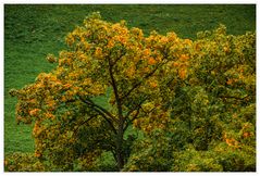 Der Herbst steht auf der Leiter....