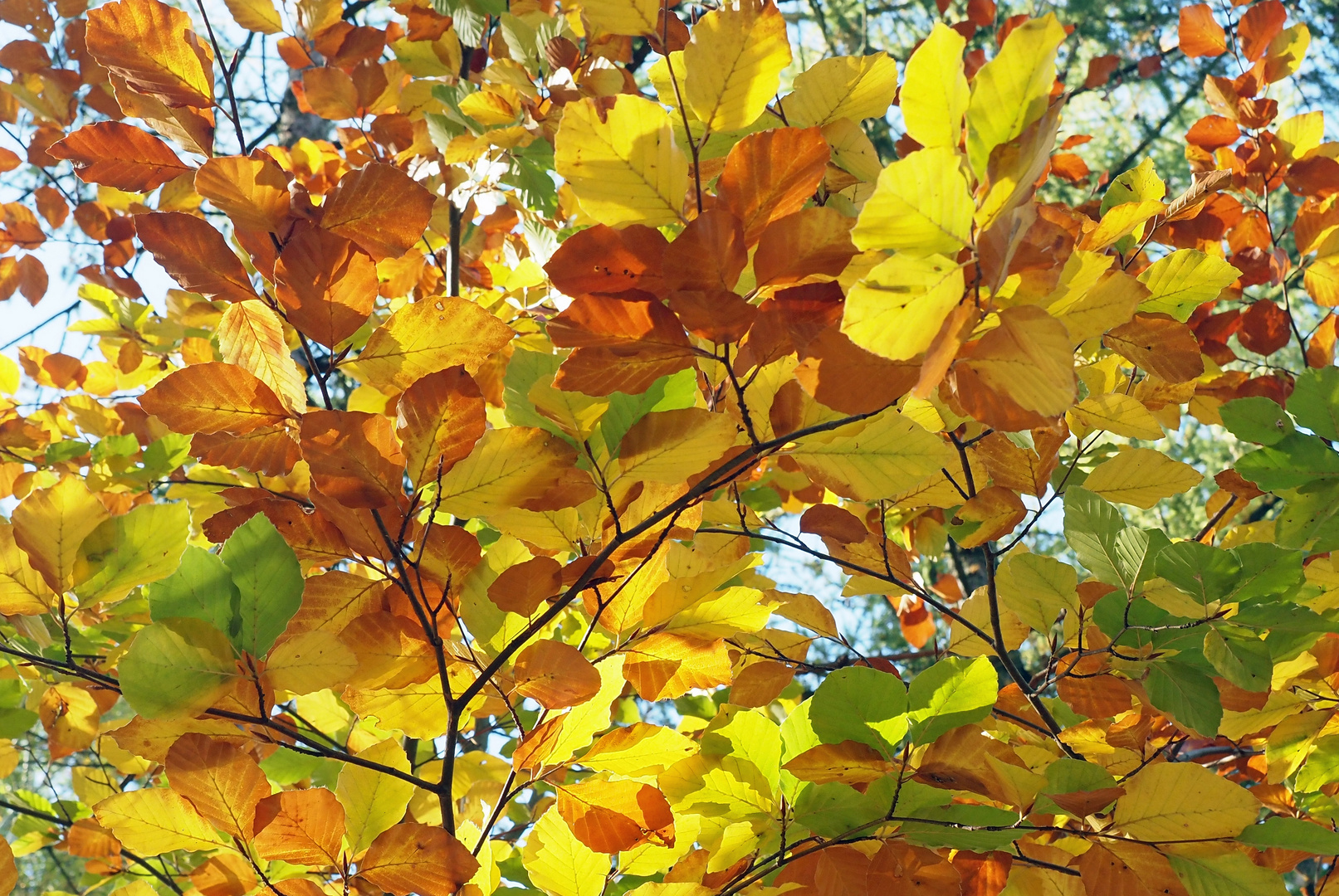 Der Herbst steht auf der Leiter und mal die Blätter an..