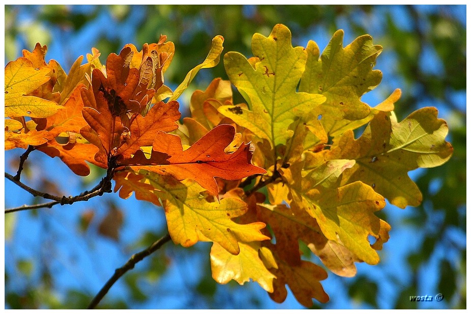 Der Herbst steht auf der Leiter und malt ...