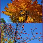 Der Herbst steht auf der Leiter und malt die Blätter an…