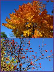 Der Herbst steht auf der Leiter und malt die Blätter an…