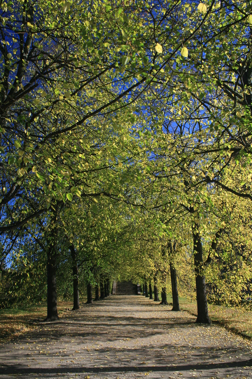 Der Herbst steht auf der Leiter und malt die Blätter an ....