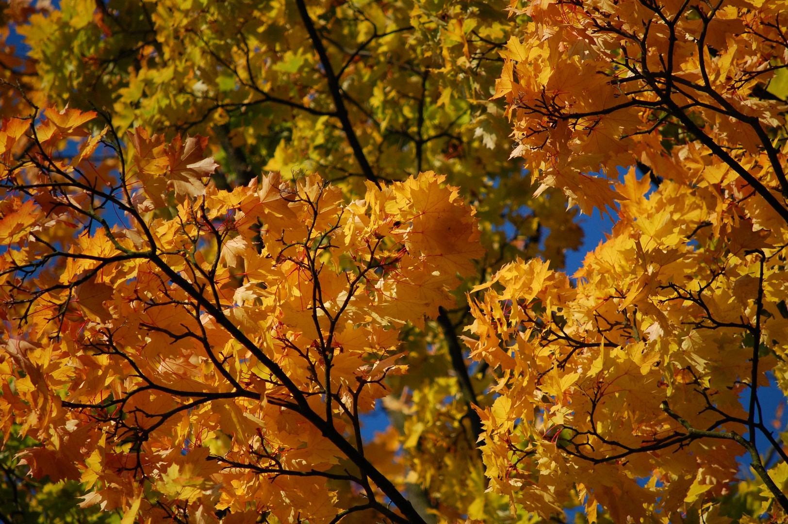 Der Herbst steht auf der Leiter und malt die Blätter an