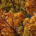 Der Herbst steht auf der Leiter und malt die Blätter an