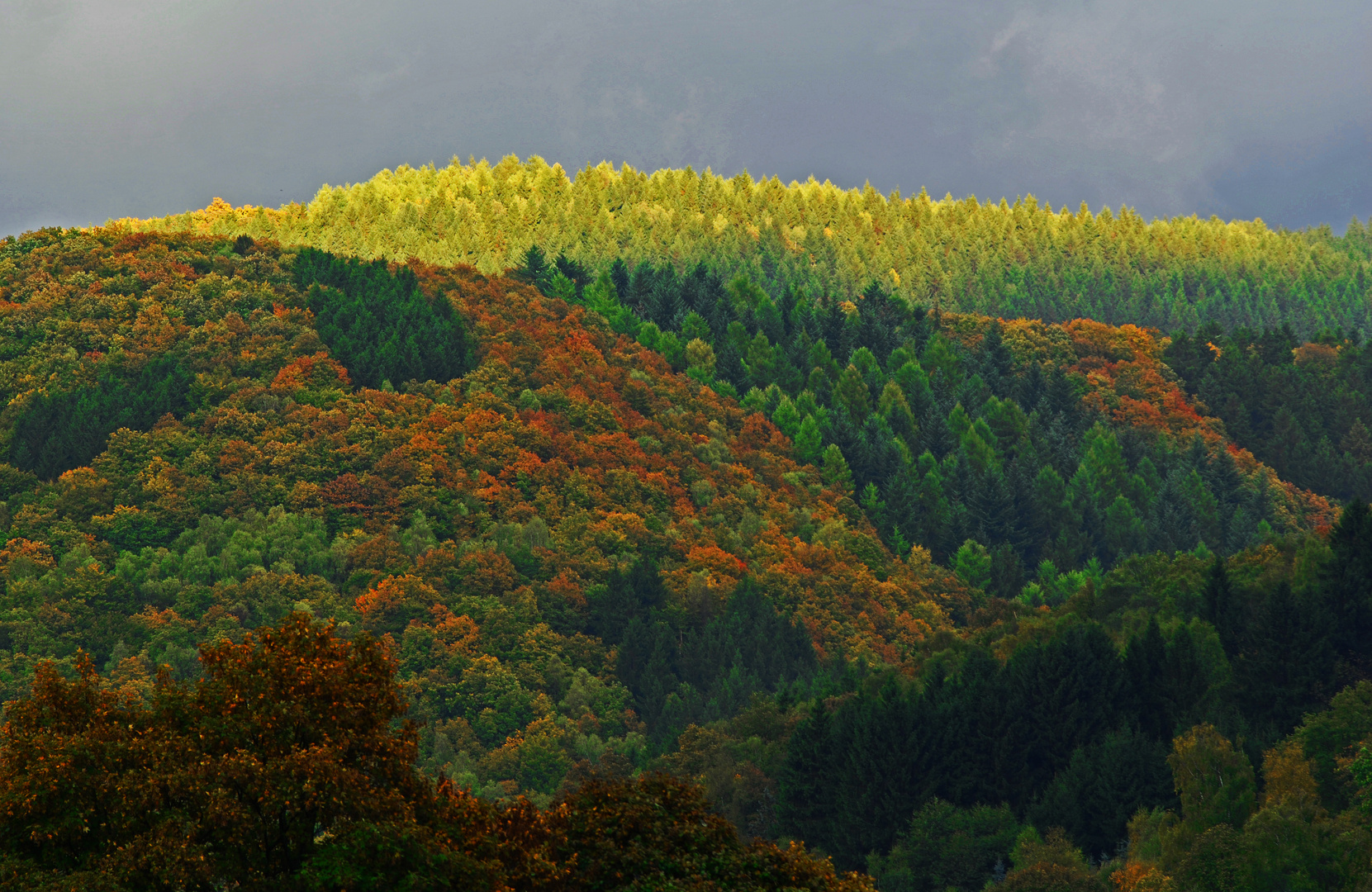 Der Herbst steht auf der Leiter und malt die Blätter an ...