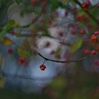 Der Herbst steht auf der Leiter Und malt die Blätter an ...