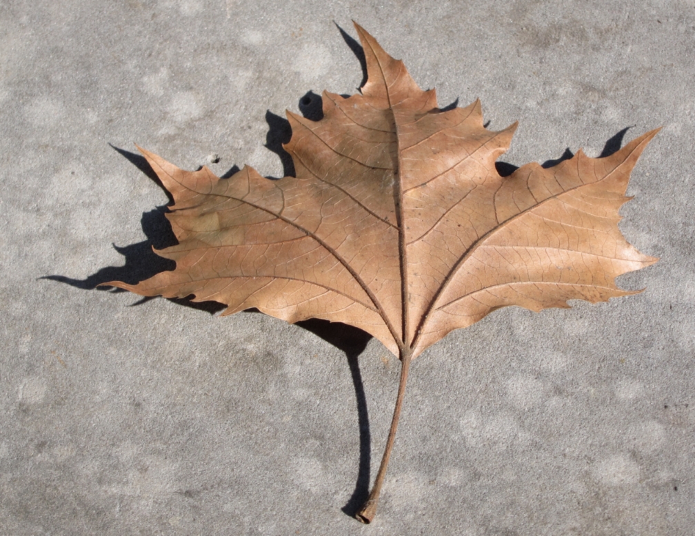 Der Herbst steht auf der Leiter und malt die Blätter an ...