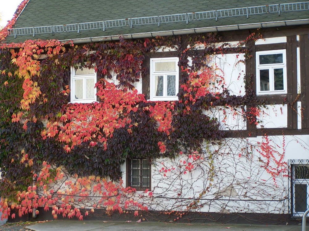 "Der Herbst steht auf der Leiter, und malt die Blätter an ... "