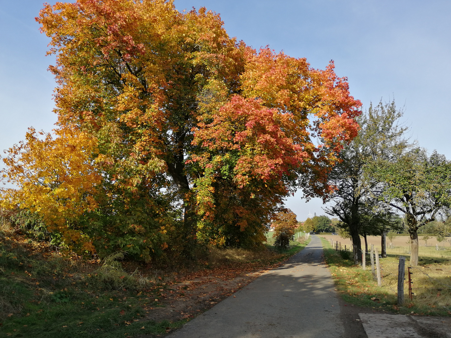 Der Herbst steht auf der Leiter und malt die Blätter bunt.