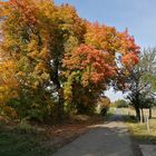 Der Herbst steht auf der Leiter und malt die Blätter bunt.