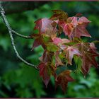 Der Herbst steht jetzt schon vor der Tür