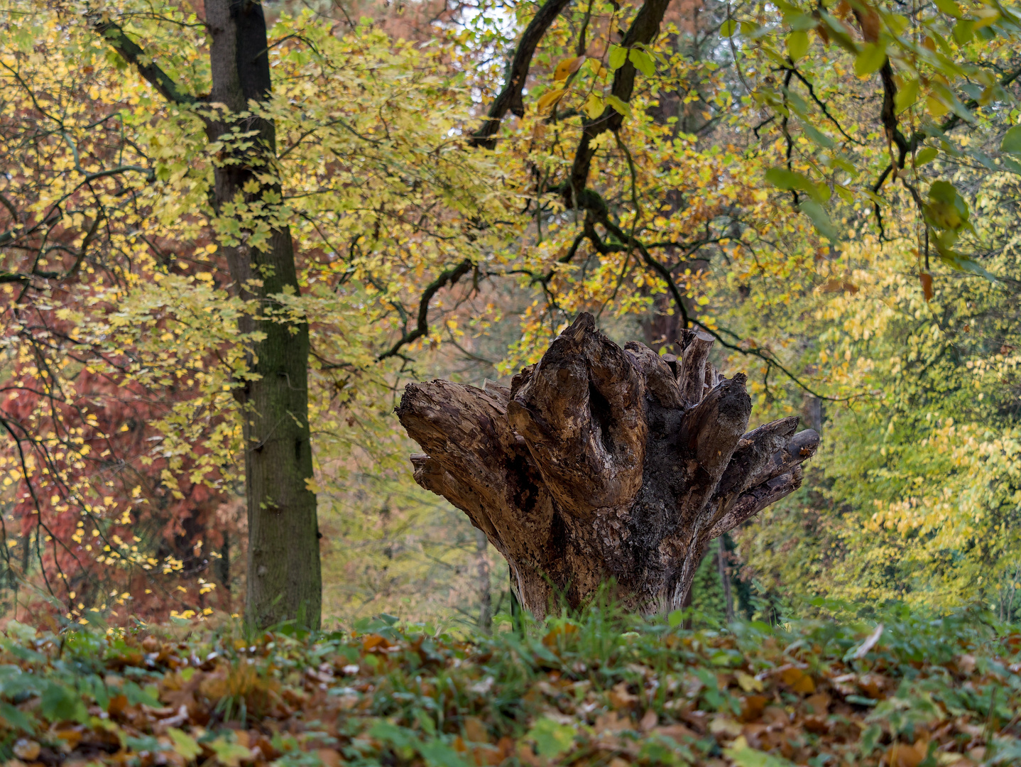 Der Herbst steht Kopf