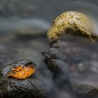 der Herbst steht vor der Tür.