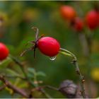 ~~Der Herbst steht vor der Türe~~