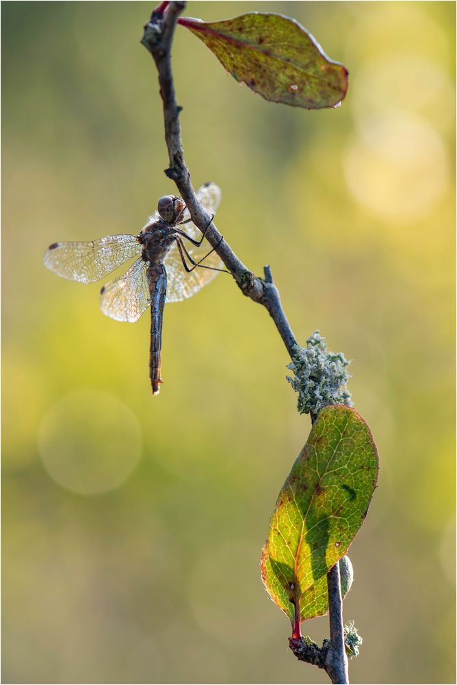 Der Herbst steht vor der Türe....