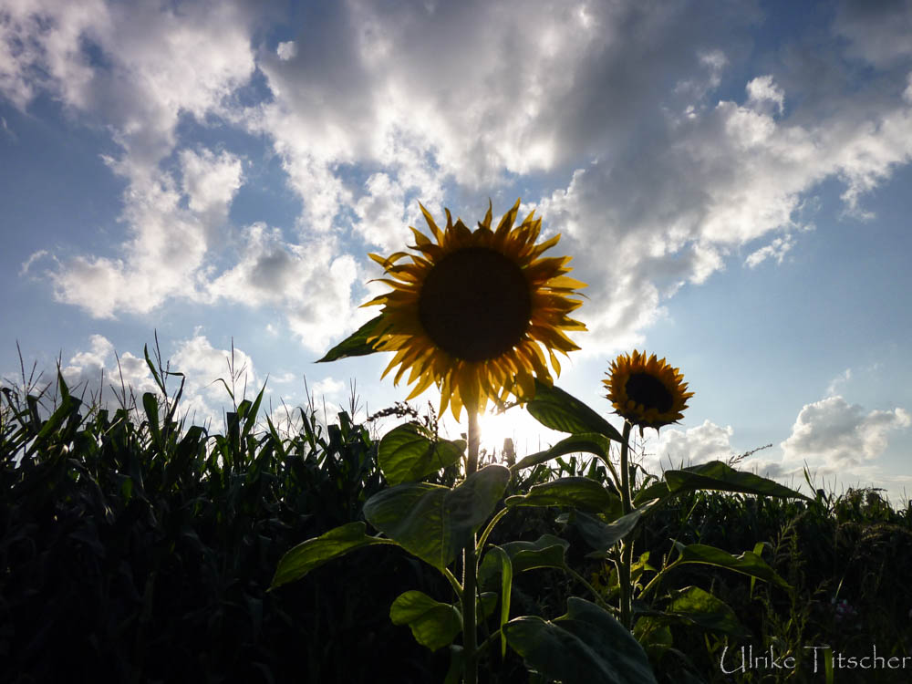 Der Herbst stellt sich ein