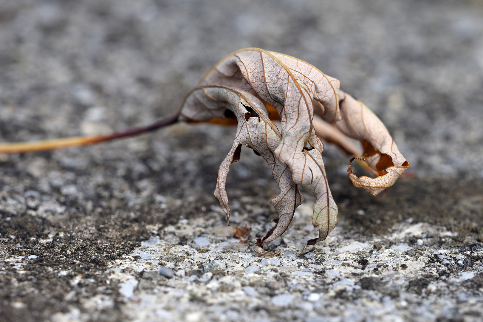 der herbst streckt die krallen aus