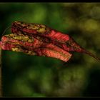 Der Herbst treibt es bunt