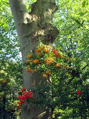 Der Herbst treibt es bunt.