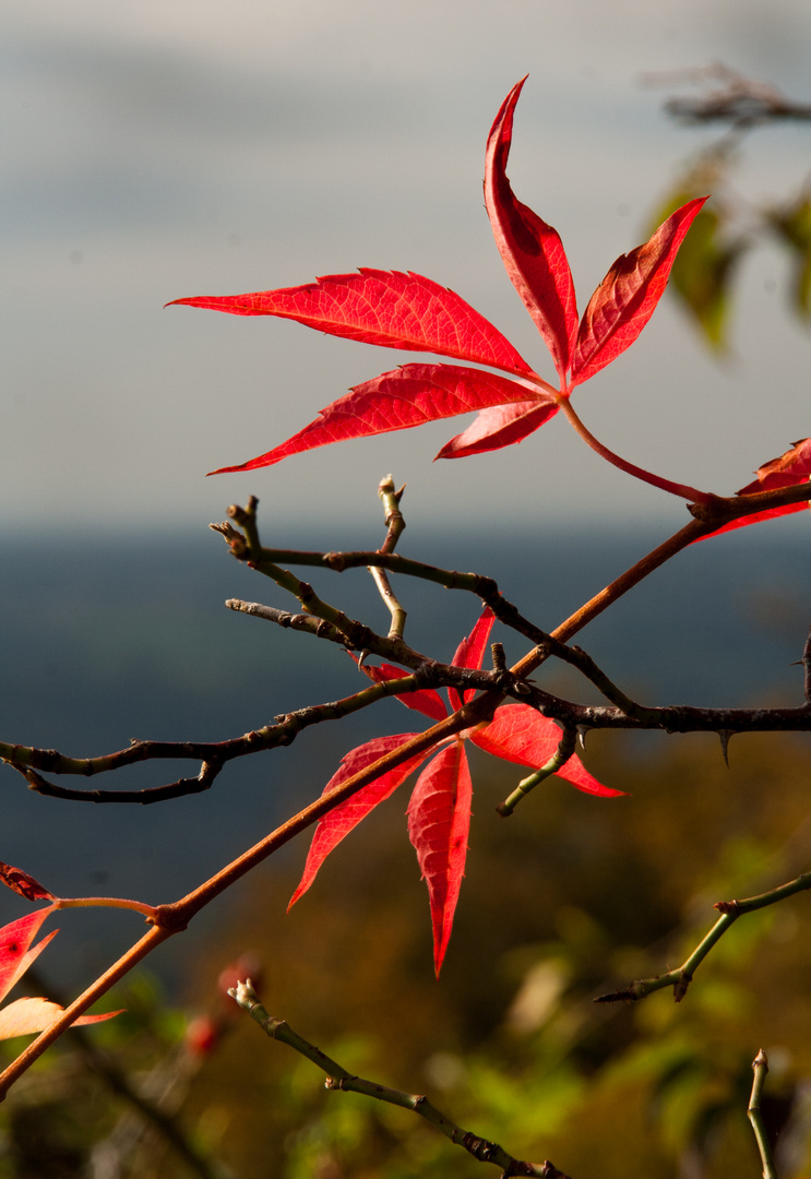 ... der Herbst treibt´s bunt ... !!!