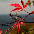 ... der Herbst treibt´s bunt ... !!!