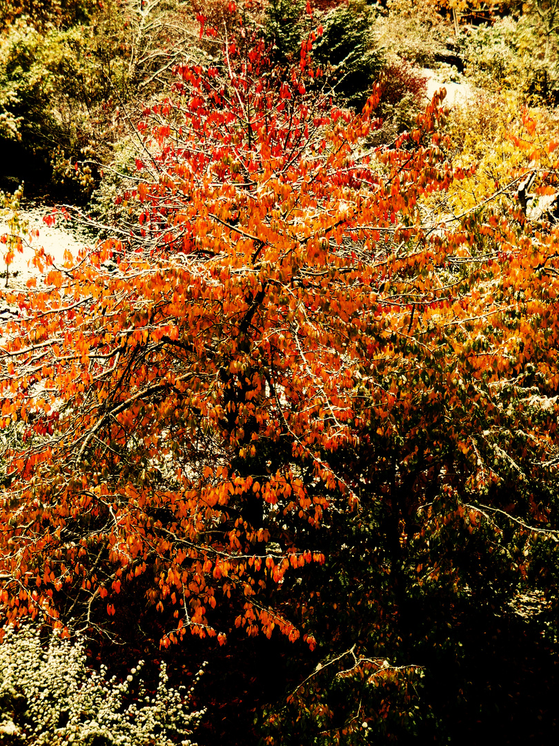 Der Herbst trifft auf den Winter