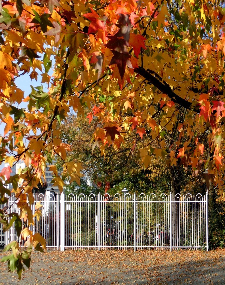 Der Herbst über dem weißen Zaun