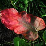 Der Herbst übt noch