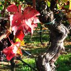 Der Herbst und das Herbsten (Weinlese) beginnt