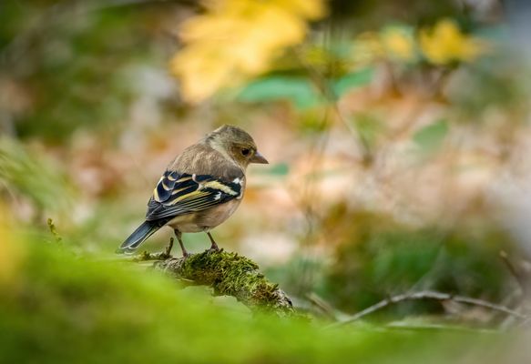 "Der Herbst und der Buchfink"