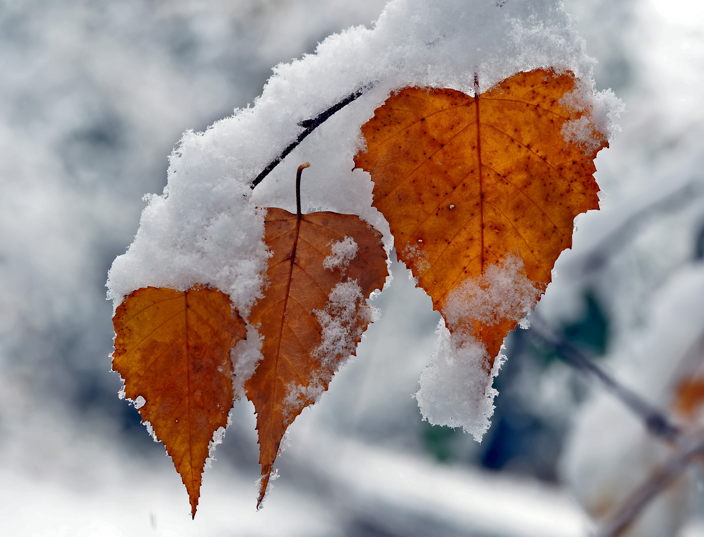 Der Herbst und der Winter umarmen sich! … - L'automne et l'hiver s'embrassent!