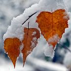 Der Herbst und der Winter umarmen sich! … - L'automne et l'hiver s'embrassent!