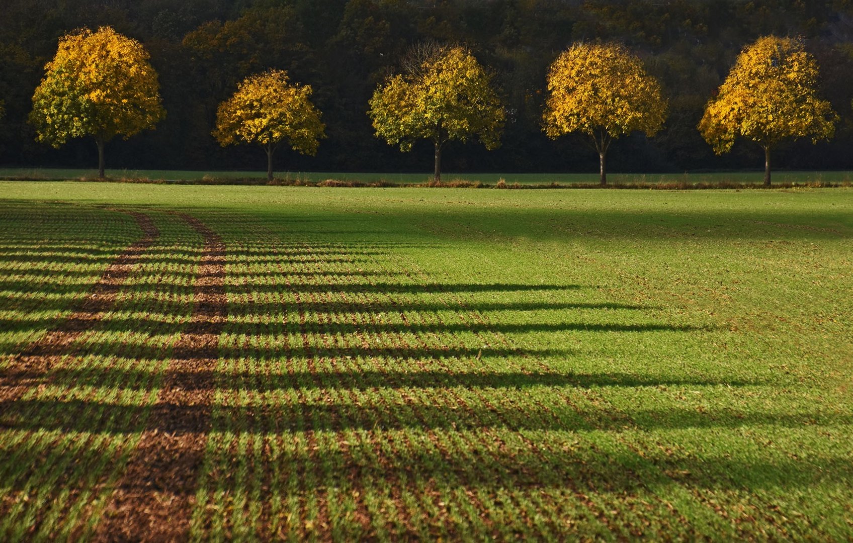 Der Herbst und die langen Schatten....