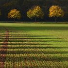 Der Herbst und die langen Schatten....