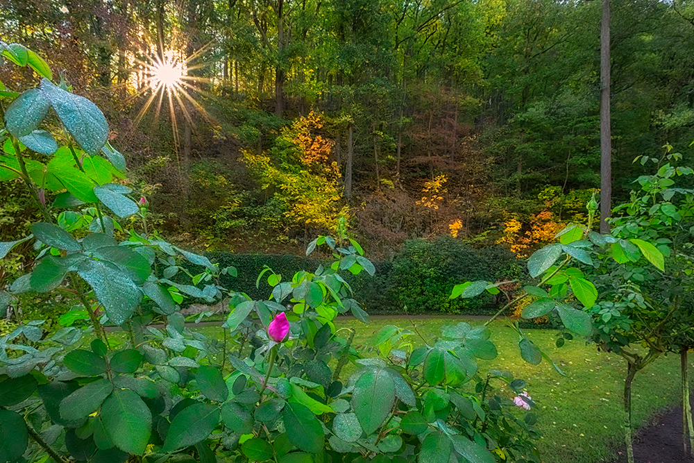 Der Herbst und die Rosenknospe