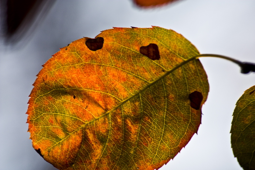 Der Herbst und seine bunten Facetten