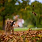 Der Herbst und seine Facetten