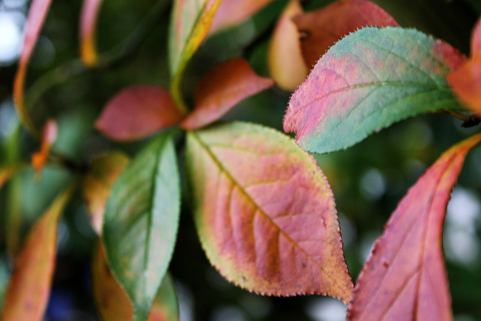 Der Herbst und seine Farben