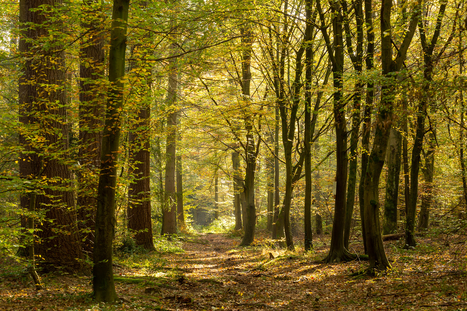 Der Herbst und seine Farben