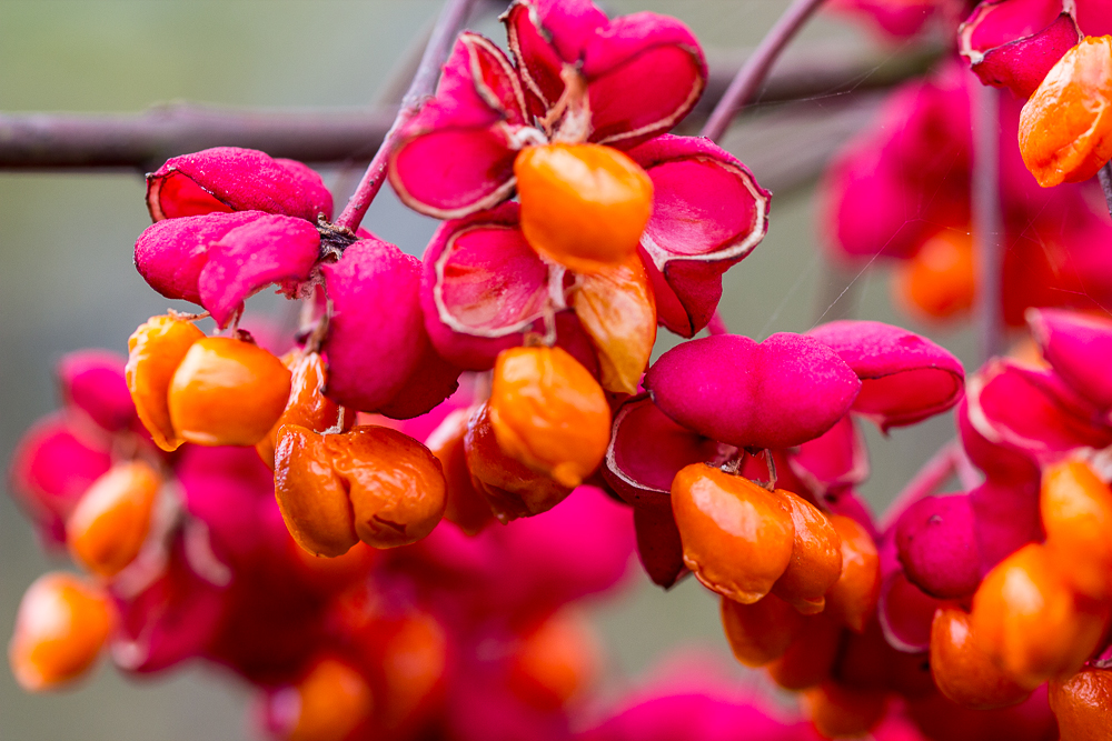 Der Herbst und seine Farben