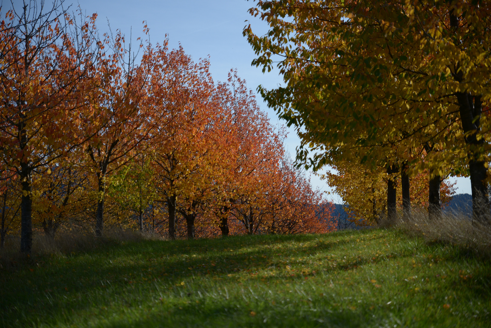 Der Herbst, und seine Farben